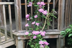 Pretty Maid House Bed & Breakfast Sevenoaks Kent garden